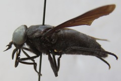 Tabanus erebus