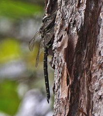 Gomphaeschna furcillata
