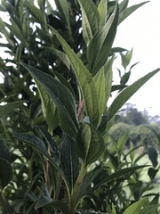 Baccharis latifolia