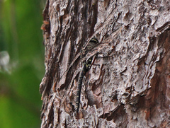 Gomphaeschna furcillata