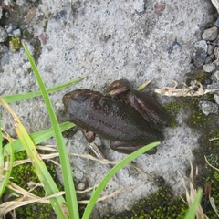 Gastrotheca