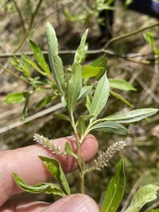 Salix sericea