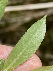 Salix sericea