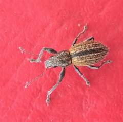 Naupactus verecundus