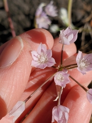 Allium hyalinum