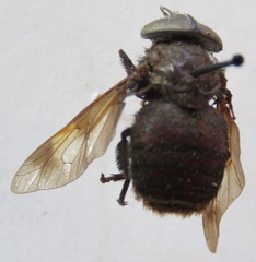 Stibasoma chionostigma