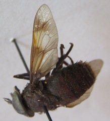 Stibasoma chionostigma