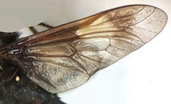 Stibasoma chionostigma