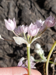 Allium hyalinum