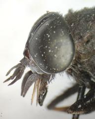 Stibasoma chionostigma