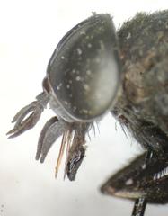 Stibasoma chionostigma