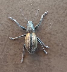 Naupactus verecundus