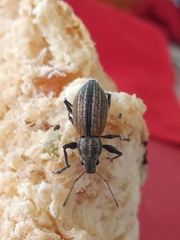 Naupactus verecundus