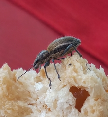 Naupactus verecundus