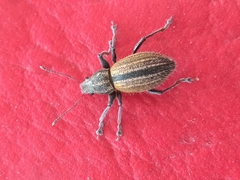 Naupactus verecundus