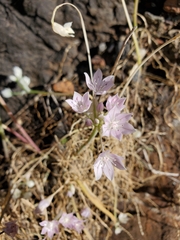 Allium hyalinum