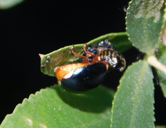 Plagiodera arizonae