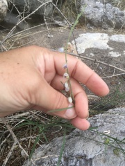 Hebecarpa ovatifolia