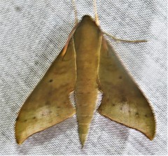 Xylophanes hannemanni