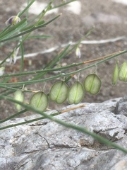 Hebecarpa ovatifolia