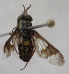 Chrysops scalaratus