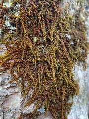 Drummondia prorepens