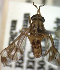 Chrysops variegatus