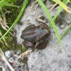 Gastrotheca
