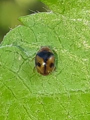 Diomus tucumanus