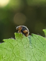 Diomus tucumanus