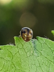 Diomus tucumanus