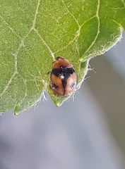 Diomus tucumanus