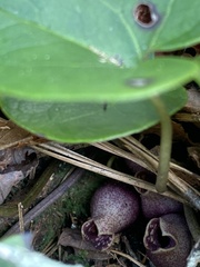 Hexastylis rhombiformis