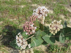 Asclepias humistrata image