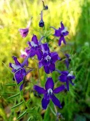 Delphinium trolliifolium
