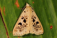 Herminodes atrosignata