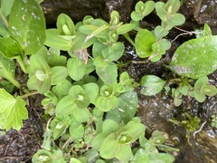 Hypericum mutilum mutilum