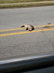 Didelphis virginiana