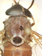 Esenbeckia