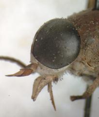 Esenbeckia