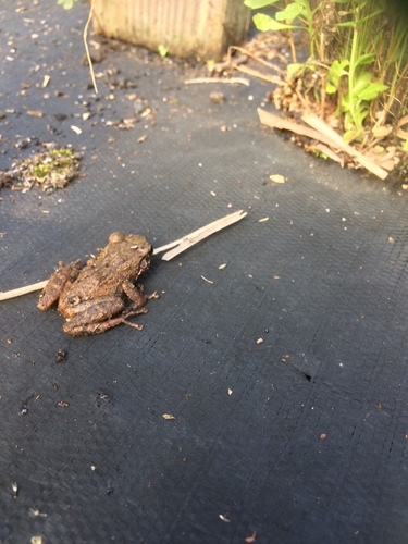 Eleutherodactylus planirostris observed 2021-04-20