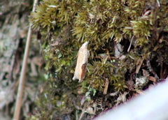 Pseudexentera costomaculana