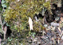 Pseudexentera costomaculana