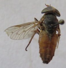 Tabanus commixtus