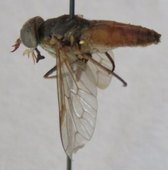 Tabanus commixtus