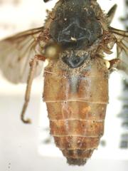 Tabanus commixtus