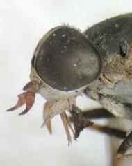 Tabanus commixtus