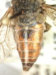 Tabanus colombensis
