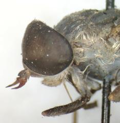 Tabanus colombensis