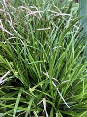 Carex jamesii
